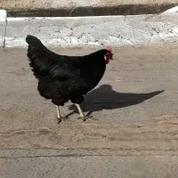 مرغ سیاه