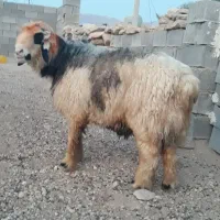 قوچ بختیاری اصیل