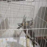 عروس وو کوتوله