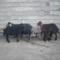 باسلام فروش ۲راس میش بره قرقزل اصل