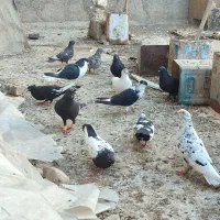 دسته کبوتر همه باهم سری 300