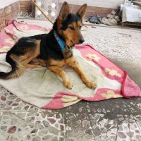 سگ ژرمن مراقب ازبچه (شولاین)