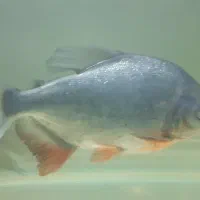 ۲عدد ماهی پاکو