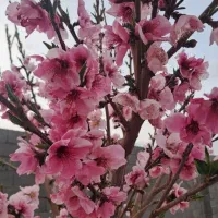 ۵۰۰ متر زمین دور دیوار دوممر