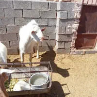 چپش