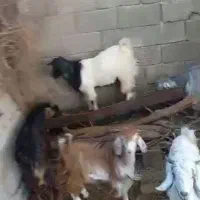 ۴تا کهره چپش برای برزی وبرای کشت چاق|حیوانات مزرعه|فورگ, |دیوار