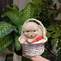 واگذاری پامرین روباهی مینیاتوری اصیل