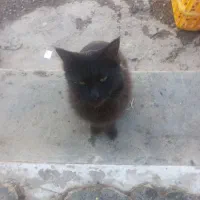 گربه رایگان.|گربه|کرمانشاه, |دیوار