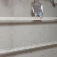 رنگی یجایی|پرنده|قم, انسجام|دیوار