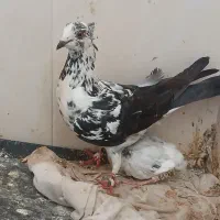 پرند کبوتر پرشی