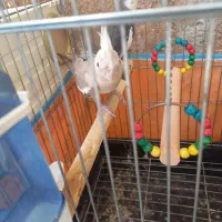 عروس هلندی نروماده جفت