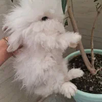 خرگوش لوپ اصیل سفید چشم آبی