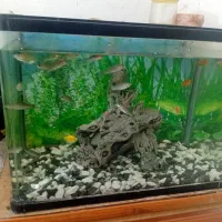 آکواریوم شرکتی