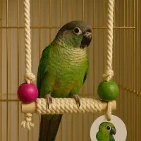 فروش ویژه اسباب بازی لوکس پرندگان pashapet