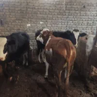گوساله سیمنتال وهولشتان|حیوانات مزرعه|گنبد کاووس, |دیوار