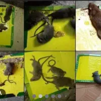 سمپاشی تضمینی ساس سوسک موش۱۰۰٪(رسالت پنچتن گلشهر )|خدمات نظافت|مشهد, طلاب|دیوار