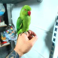 ملنگو جوجه نر دستی سخنگو