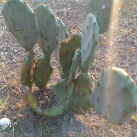 میوه ،برگ و نهال  اپونتیا کاکتوس|عمده‌فروشی|کیاشهر, |دیوار