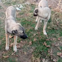 توله سگ ۷ماه|سگ|باروق, |دیوار