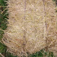 سراچینا ( کاه)   خشک