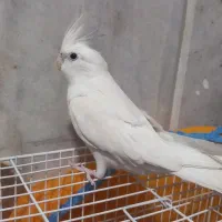 عروس هلندی آلبینو|پرنده|زابل, |دیوار