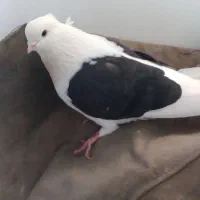 دوکت