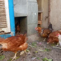 مرغ تخمگذار|حیوانات مزرعه|قدس, شهرقدس|دیوار