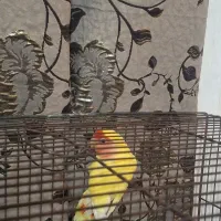 طوطی برزیلی نر|پرنده|اهواز, کوی شایسته|دیوار