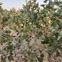 باسلام نیم هکتارزمین پسته بفروش میرسدقیمت توافقی|فروش زمین و ملک کلنگی|مشهد, طرق|دیوار