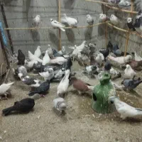 کفتر