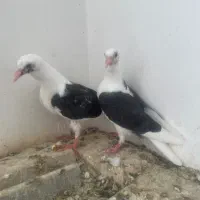 کفتر|پرنده|یزد, |دیوار