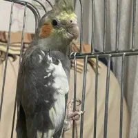 عروس هلندی نر و ماده|پرنده|مشهد, سناباد|دیوار