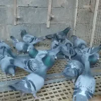 کبوتر پلاکی مسافت بلند|پرنده|جهرم, |دیوار