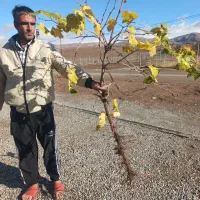 برترین انگورهای ایرانی و خارجی