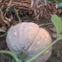 کدو محلی شیرین|خوردنی و آشامیدنی|رشت, پارک شهر|دیوار