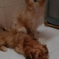 واگذاری سگ ماده فقط هزینه شناسنامه