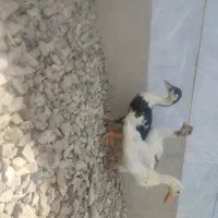 دو عدد اردک  و یک غاز