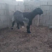 بز سالم و چاق|حیوانات مزرعه|ارم, |دیوار