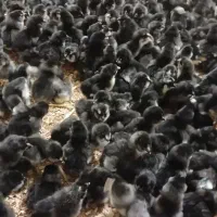 جوجه مرغ ریشو فول