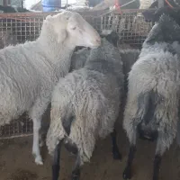 چهارعدد بره رومانوف و یک عدد لاکن نر|حیوانات مزرعه|تهران, افسریه شمالی|دیوار
