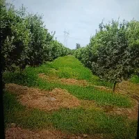 باغ هلو ومرکبات