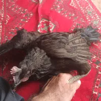 فروش مرغ تخمگذار