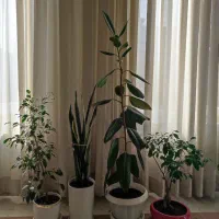 گلهای  فیکوس، سانسوریا، بنجامین، بن سای