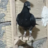 چنتا جوجه هیچ بند درجه یک|پرنده|برازجان, |دیوار