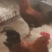 دو عدد خروس هر عدد 1500000