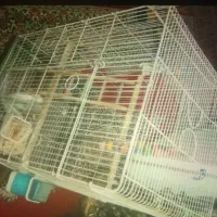 قفس عروس هلندی|لوازم جانبی حیوانات|پاکدشت, پاکدشت (مامازند)|دیوار