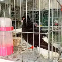 سینه ای چپ اشعل دمسفید یکت|پرنده|اندیمشک, |دیوار