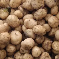 سیب زمینی بذری|عمده‌فروشی|بیرانوند, |دیوار