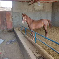 کره نریان کرد