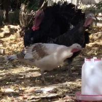 بوقلمون نرو ماده